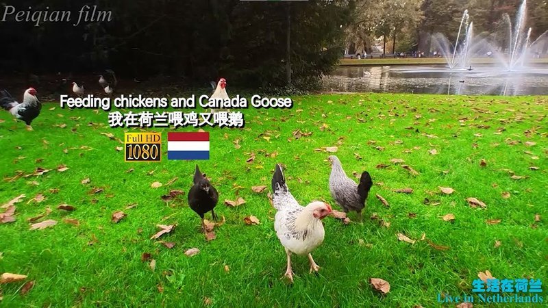 Chicken road nederland in Netherlands