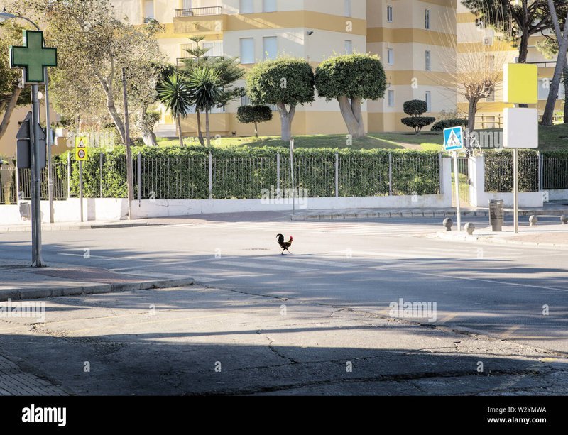 Best jugar chicken road in Spain