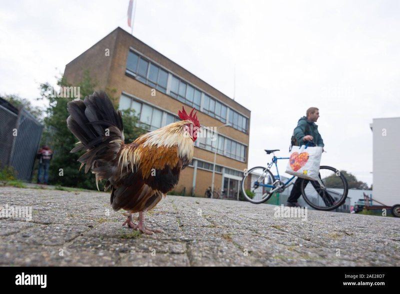 France - chicken road game