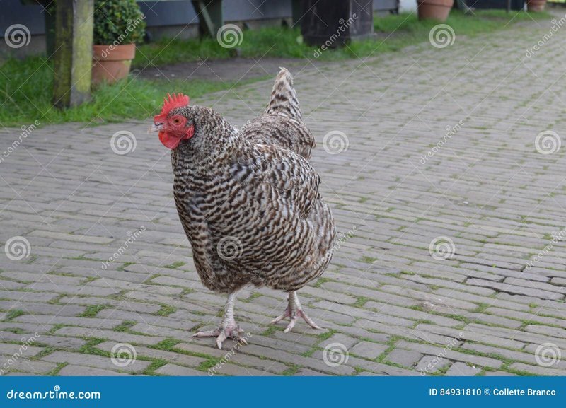 Chicken road demo - Een Kijkje naar de Beoefening van Chicken Road Casino in Nederland