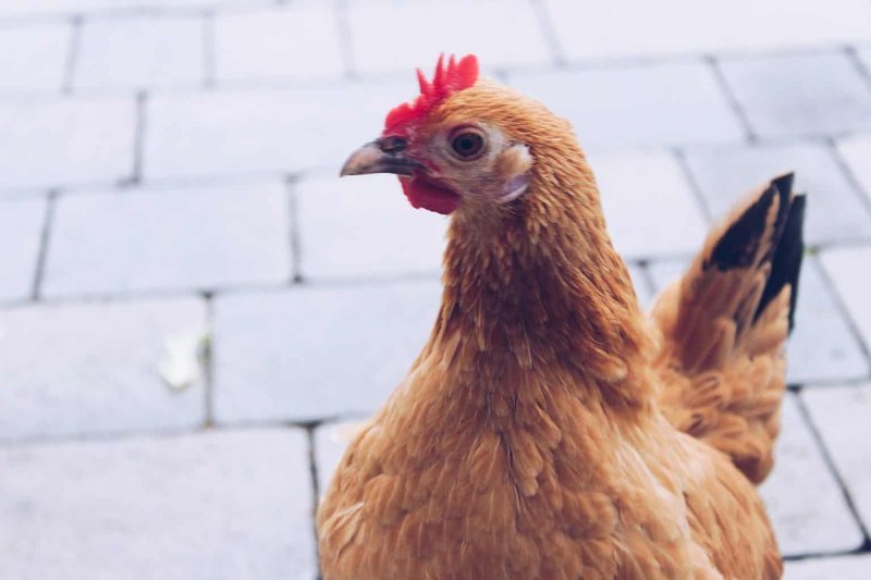 Spain - chicken road casino
